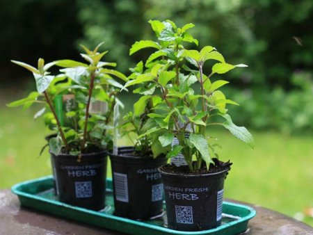 Evde Saksıda Yetiştirebileceğiniz Sebzeler